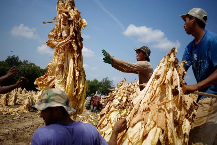 维勒的塔克尔农场,来自墨西哥和尼加拉瓜的临时工将采摘的烟叶装车